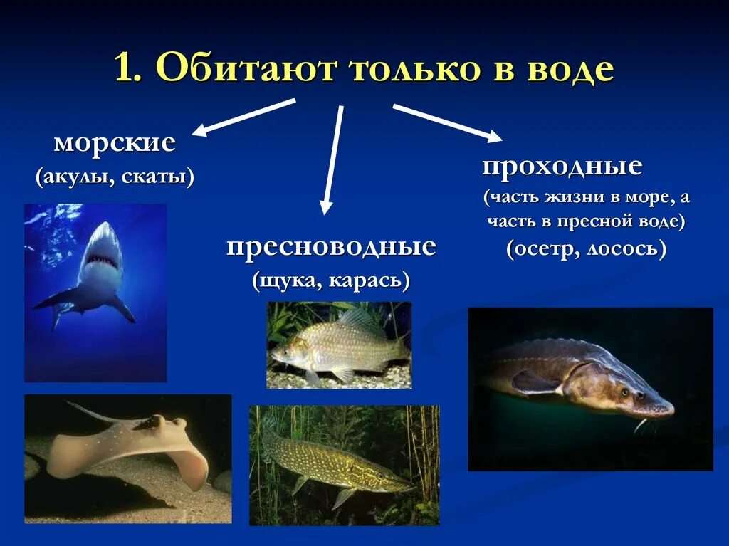 Особенности строения и жизнедеятельности рыб. Экологические группы рыб. Строение и жизнедеятельность рыб. Рыбы обитающие в воде. Урок классы рыб 7 класс