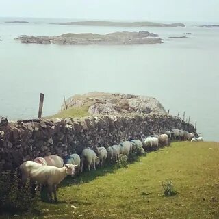 These sheep