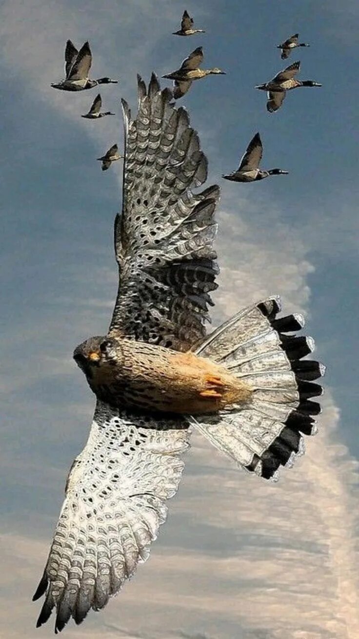 Сапсан птица. Сапсан птица летит. Сапсан в полете. Сапсан птица картинки. Fastest bird