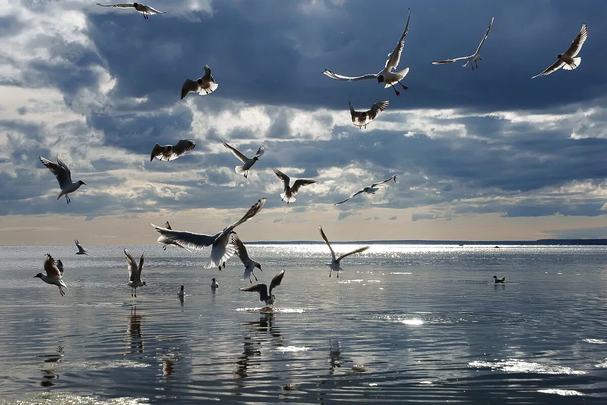 Чайка финский залив. Чайки на финском заливе. Птицы над водой. Чайка на море. Наблюдаю за чайками