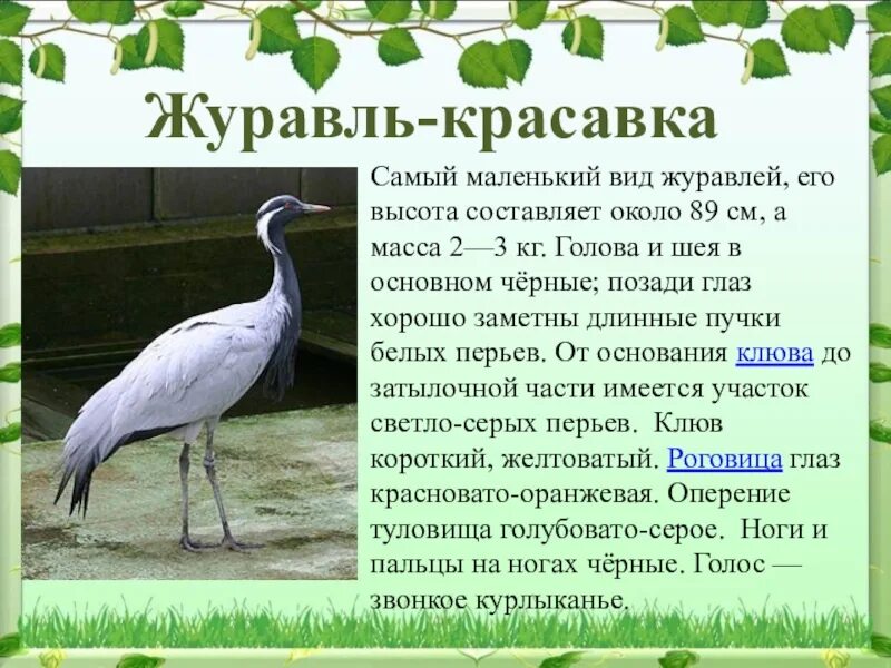 Доклад о журавле. Журавль красавка красная книга. Японский журавль красная книга. Японские журавли. Журавель статья.