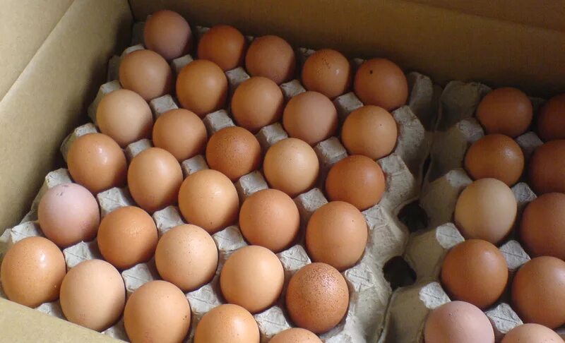 Брянская область куплю яйцо. Инкубационное яйцо. Яйца куриные инкубационные. Инкубаторские яйца. Яйца св.