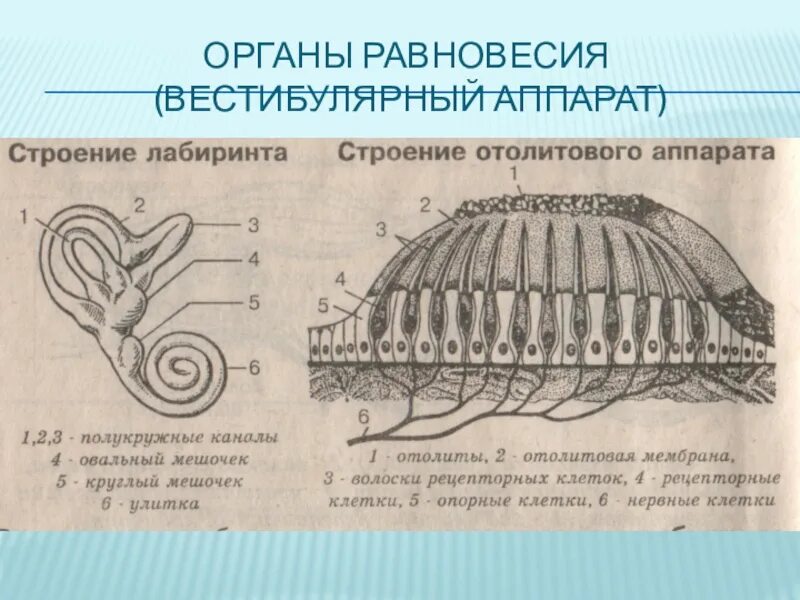 Биология 8 класс проверьте ваш вестибулярный аппарат. Орган равновесия вестибулярный аппарат. Строение органа равновесия. Строение вестибулярного аппарата человека. Орган равновесия отолиты.