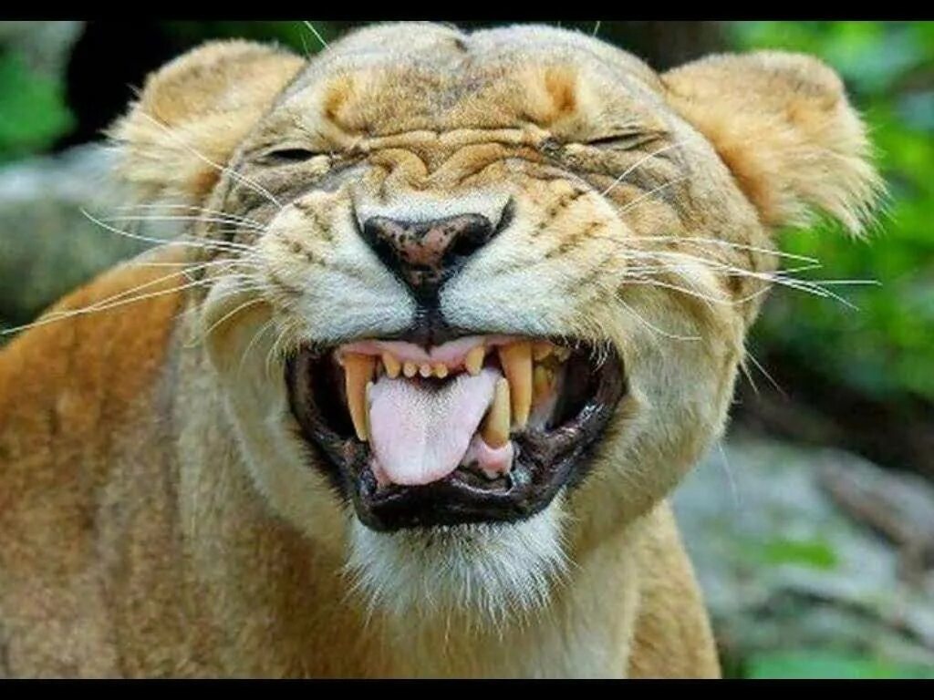 Покажи улыбающихся зверей. Улыбающиеся животные. Улыбки животных смешные. Лев смеется. Животные смеются.