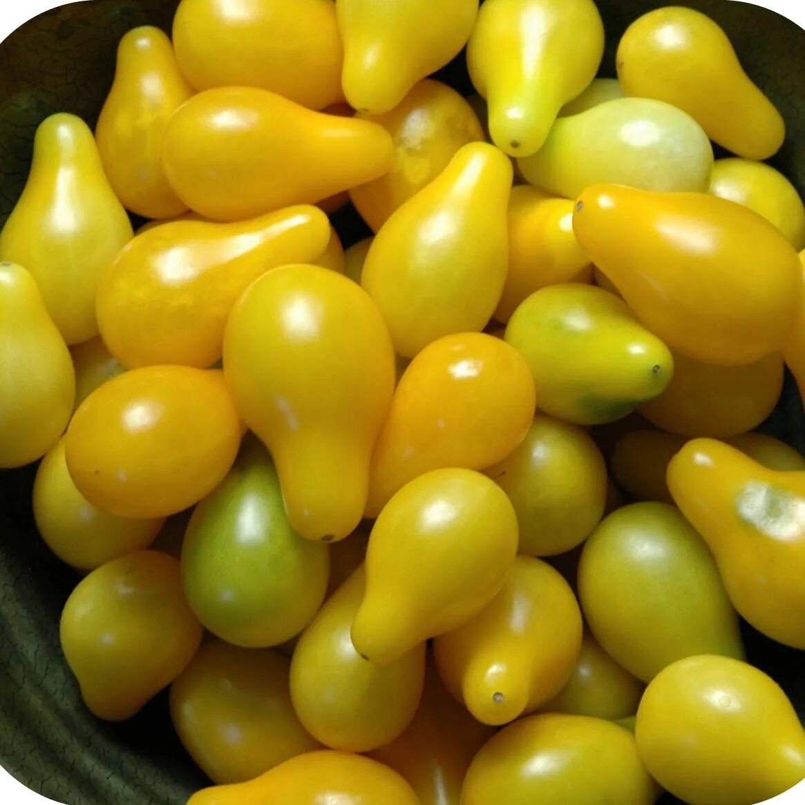 Pear tomato. Томат сорт &quot;желтая груша&quot; (yellow pear shaped)... помидор черри желтые груши. томат груша жёлтая (yellow pear). томат черри желтый грушевидный.