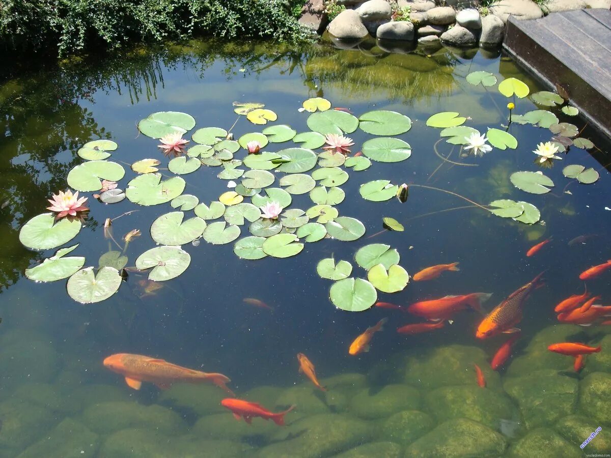 Японский пруд с карпами. Уход за прудом. Рыбки в пруду. Декоративный пруд с карпами кои. Прудик с карпами в аптекарском огороде.