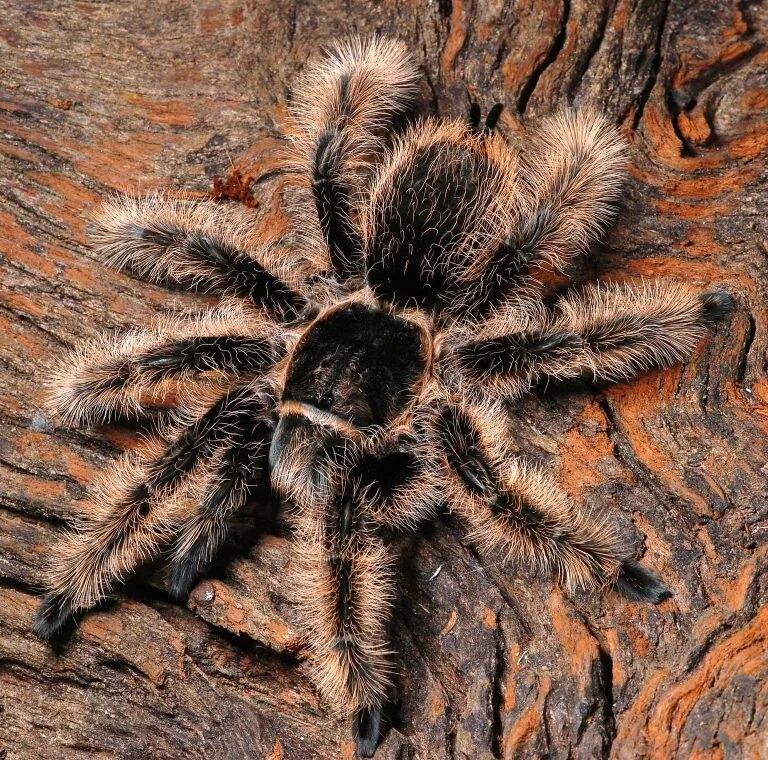Паук brachypelma albopilosum. Паук brachypelma albopilosum. Brachypelma albopilosum. Паук брахипельма альбопилосум никарагуа. Brachypelma albopilosum.