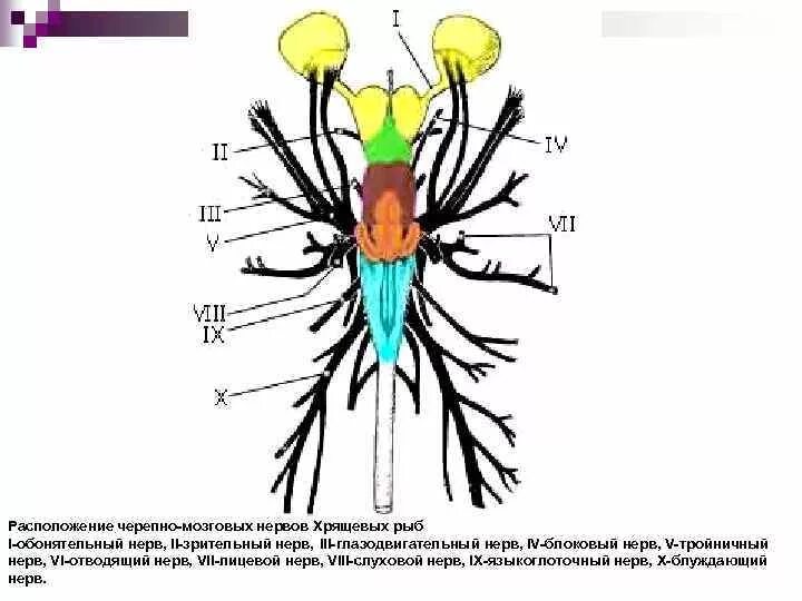 Viii черепного нерва. Черепно мозговые нервы рыб. ЧМН схема. Нерв головного мозга. ЧМН.