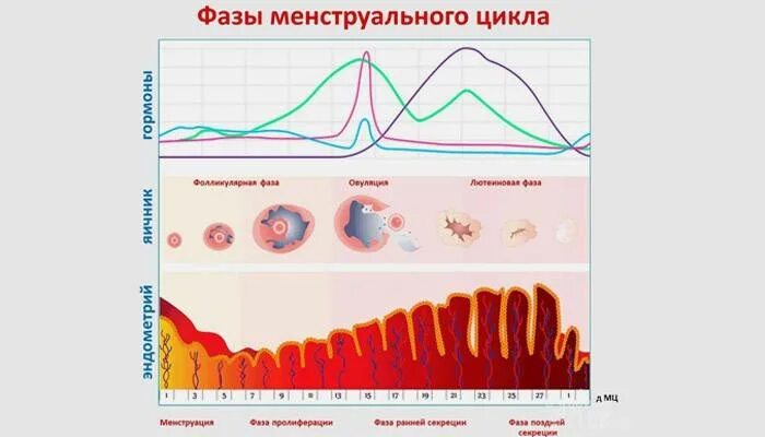 Третья фаза менструального цикла. 2 Фаза менструационного. Фазы цикла менструационного цикла. 3 Фазы менструационного цикла. Второй цикл менструационного цикла