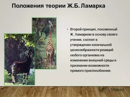 Эволюционная теория ламарка презентация