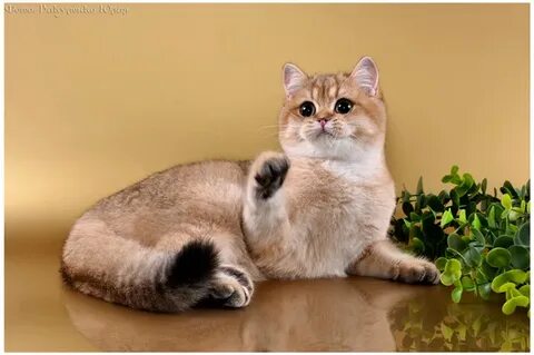Золотая шиншилла сколько живут