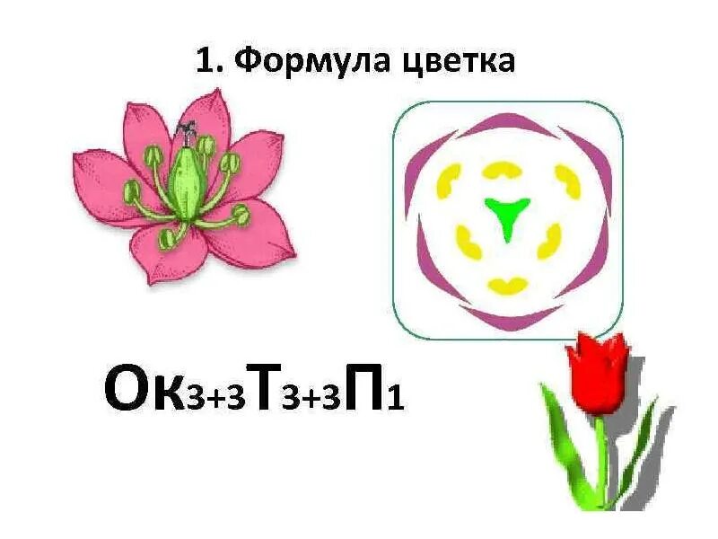 Какая формула цветка лилейных. Семейство Лилейные диаграмма цветка. Формула цветка семейства Лилейные. Формула и диаграмма цветка лилейных. Сем Лилейные формула цветка.