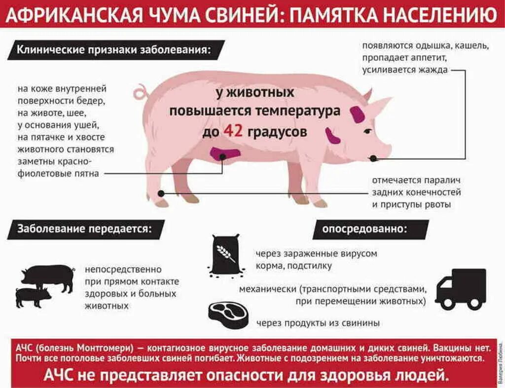 Инфекция диких животных. Заболевание Африканская чума свиней памятка для населения. Вирус африканской чумы свиней патогенез. Африканская чума у поросят симптомы.