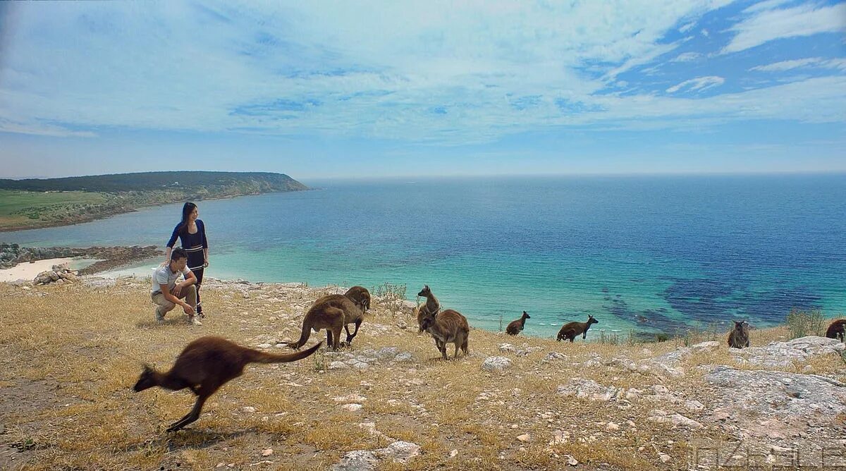 Остров кенгуру в австралии. Жизнь людей и животных в австралии. Австралийская живность в домах. Жизнь в австралии. Остров кенгуру в австралии.