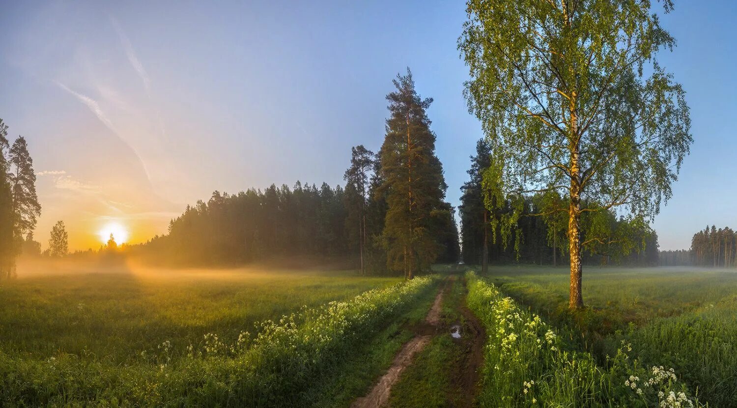 Российские просторы березы Есенин. Русская природа летом.