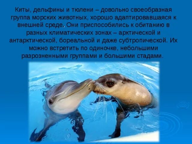 Дельфины и тюлени. Дыхательная система у морских млекопитающих. Среда обитания китообразных. Китообразные дельфины. Сравните образ жизни тюленя и кита