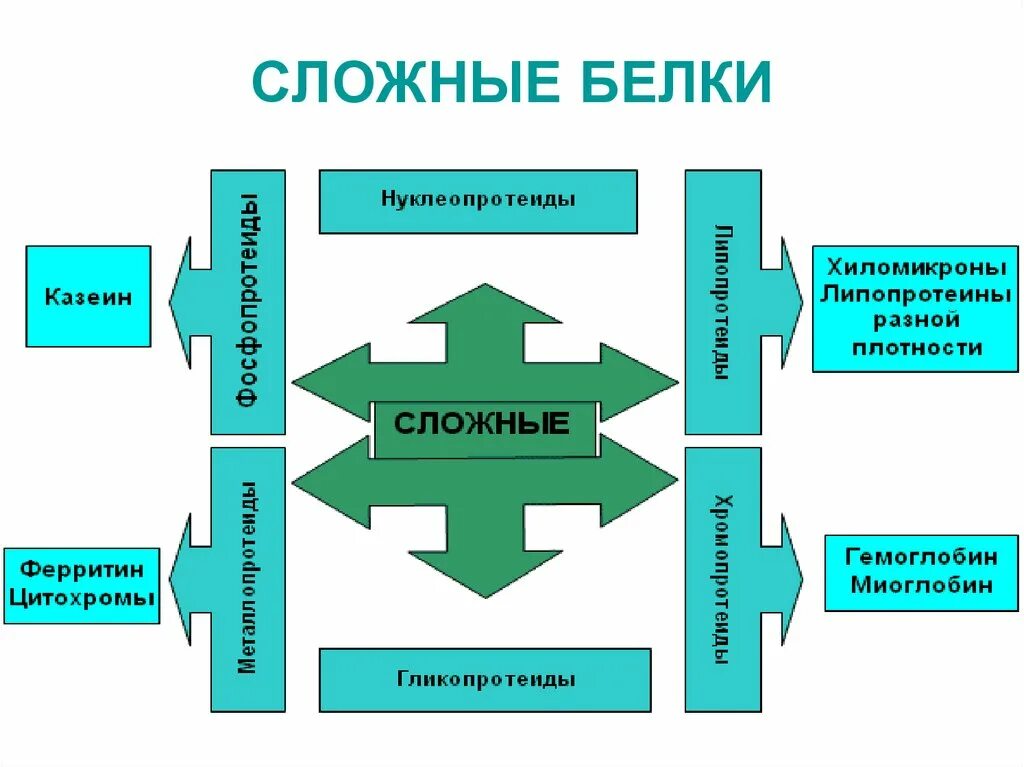 Сложные белки. Сложные белки определение. Основные классы сложных белков. Протеиды функции.