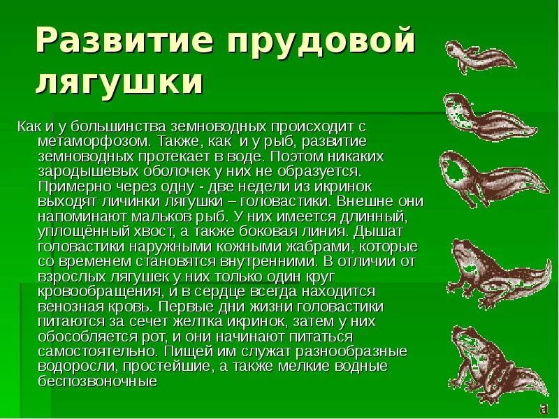 Биология сообщение о земноводных. Стадии развития головастика лягушки. размножение лягушек 3 класс. цикл развития земноводных схема. стадии развития лягушки описание.