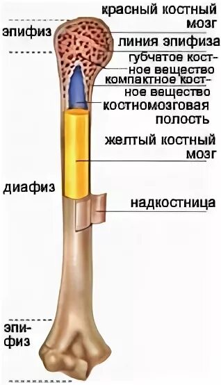 Функция желтого костного мозга в трубчатой кости. Строение надкостницы. Надкостница кости. Функции надкостницы. Строение трубчатой кости человека.