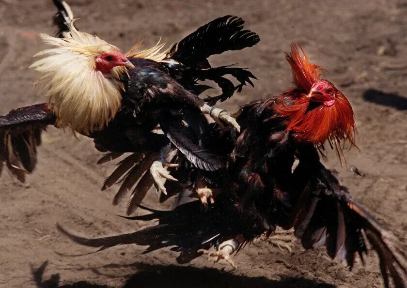 Cock fight