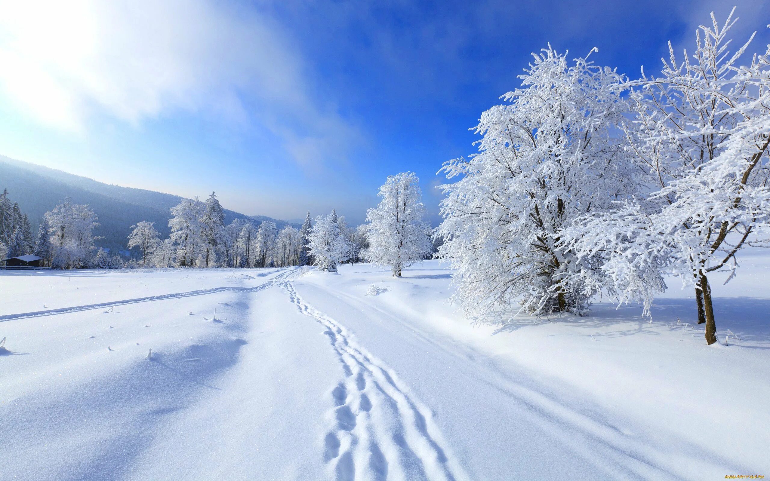 Зима ни. Снег. Фото на баннер зимний пейзаж. Winter Forest. Winter Tree.