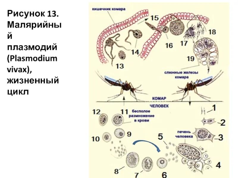 Можно ли считать человека окончательным хозяином малярийного. Цикл развития малярийного плазмодия. Окончательный хозяин малярийного плазмодия. Малярийный плазмодий жизненный цикл промежуточный хозяин. Малярийный плазмодий Вивакс строение.