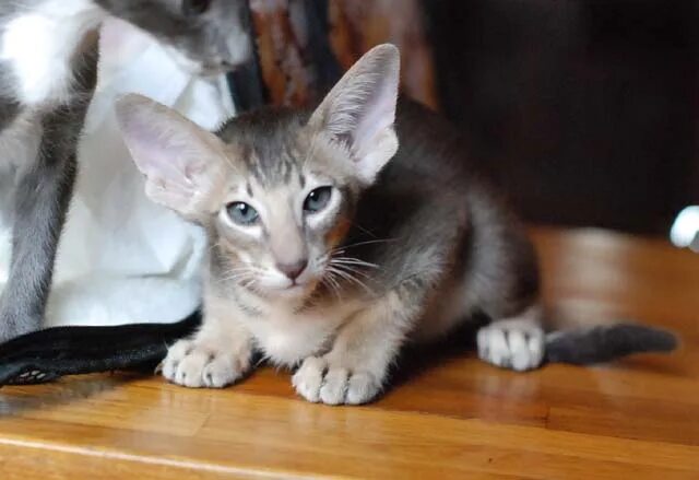 ориентальная кошка кремовая. голубой ориентальный кот. ориентальная кошка. смоленск ориентальные котята. ориентальная кошка.