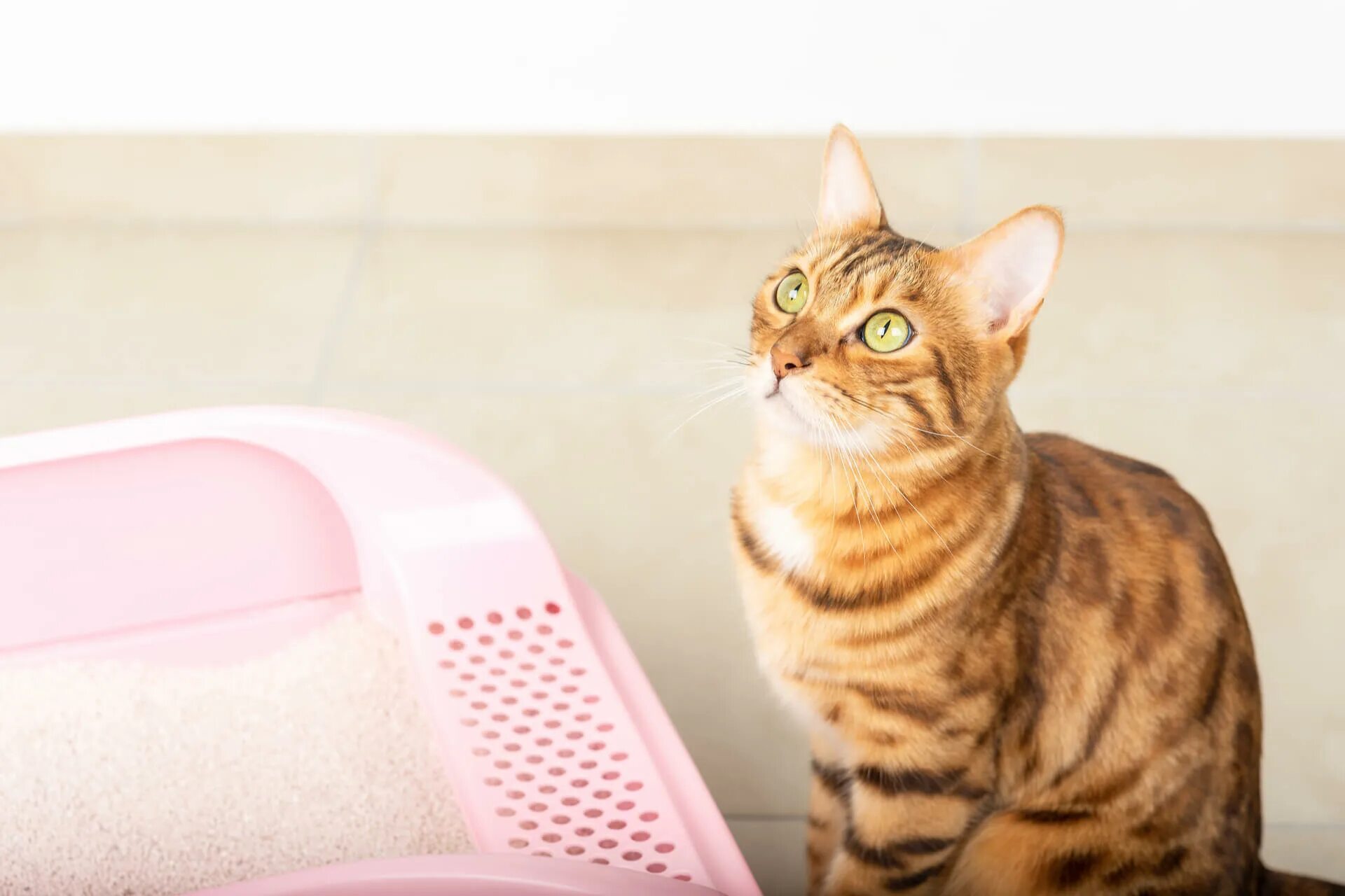 Как отучить кошку метить. Как отучить кота метить в квартире. flushed cat. кот метит на входную дверь. может ли кошка метить территорию.
