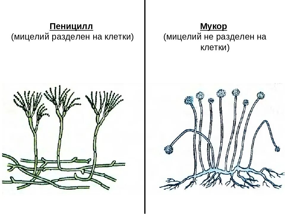 Строение мукора и пеницилла
