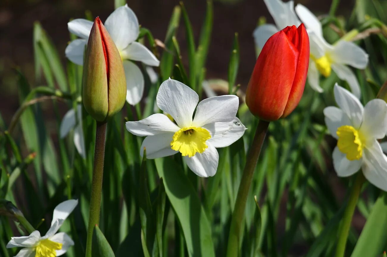 Нарциссы в апреле. Нарциссы и подснежники. подснежники, нарциссы и тюльпаны.. тюльпаны подснежники крокусы нарциссы. тюльпаны и нарциссы.
