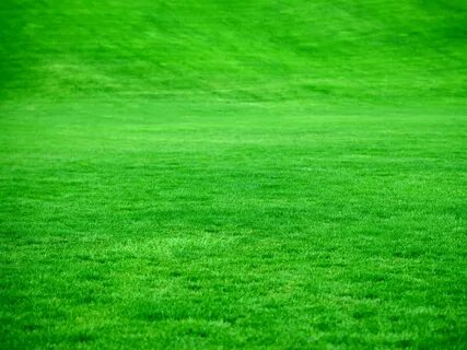 Grass am green