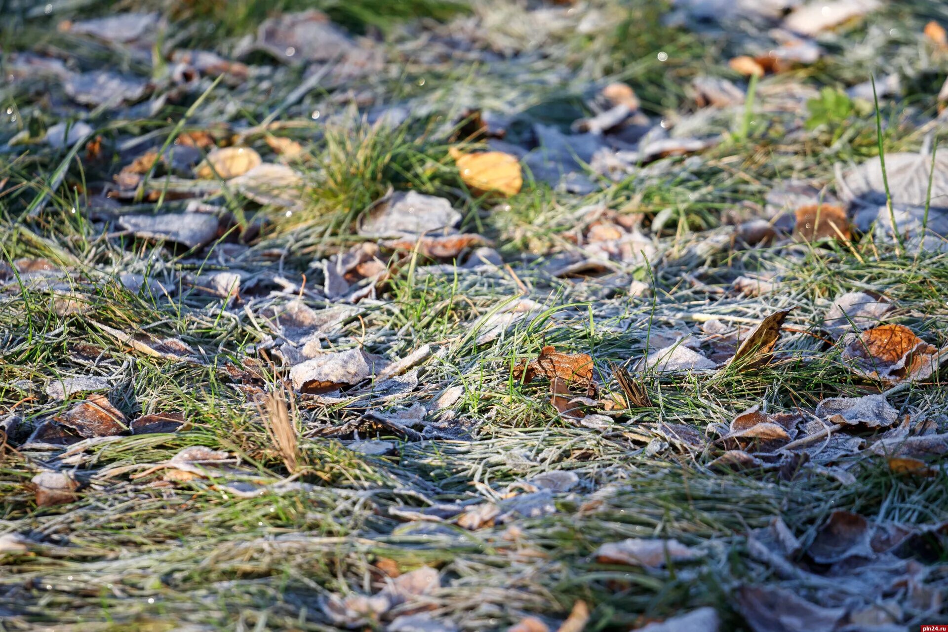 Заморозки. Заморозки на почве. Заморозки на поверхности почвы. Заморозки в сентябре.