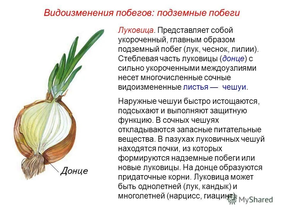 Видоизмененные листья чешуйки. Мясистые чешуи луковицы. видоизмененные побеги луковица. донце луковицы гомологично. луковица видоизмененный побег.