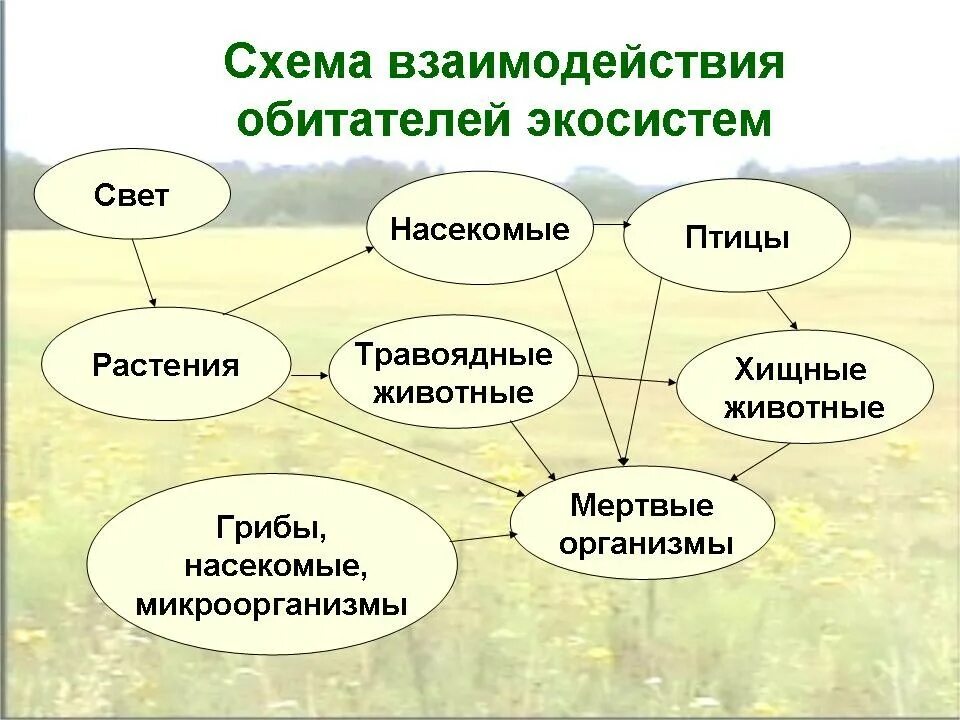 Связь между экосистемами. Схема взаимодействия компонентов биогеоценоза. Взаимосвязь организмов схема. Взаимосвязи в экосистеме. Схема взаимодействия компонентов экосистемы.
