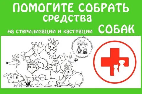 Со скольки можно стерилизовать собаку