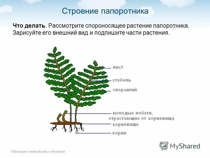 Практическая работа изучение внешнего строения хвоща