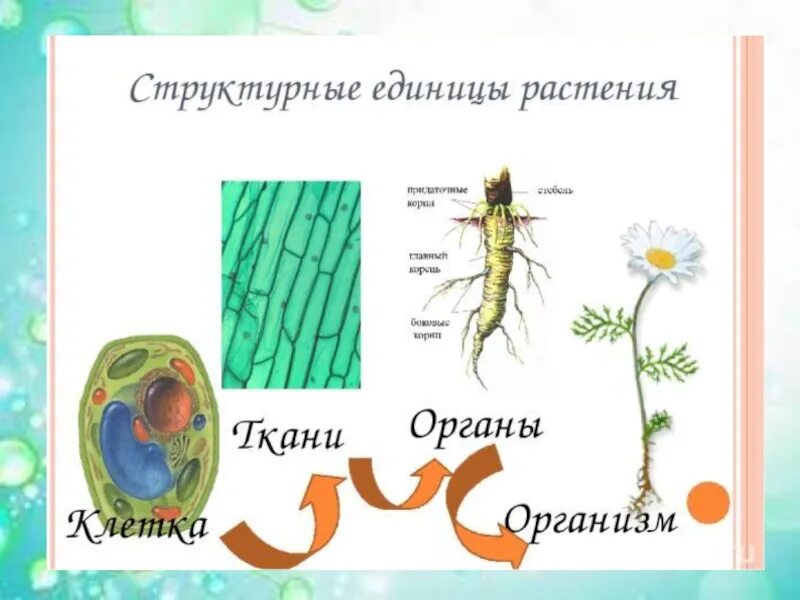 Организм единое целое. Органы живых организмов. Структурные особенности живых организмов. Схема клетка ткань орган система органов организм 5 кл биология. Структурные уровни организации организма человека.
