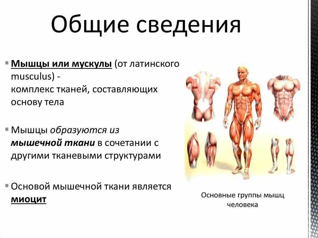 Мускул или мускулов. Структурная основа мышц:. Что является структурной основой мышц. Мышцы образуются из. Мышцы человека Общие сведения.