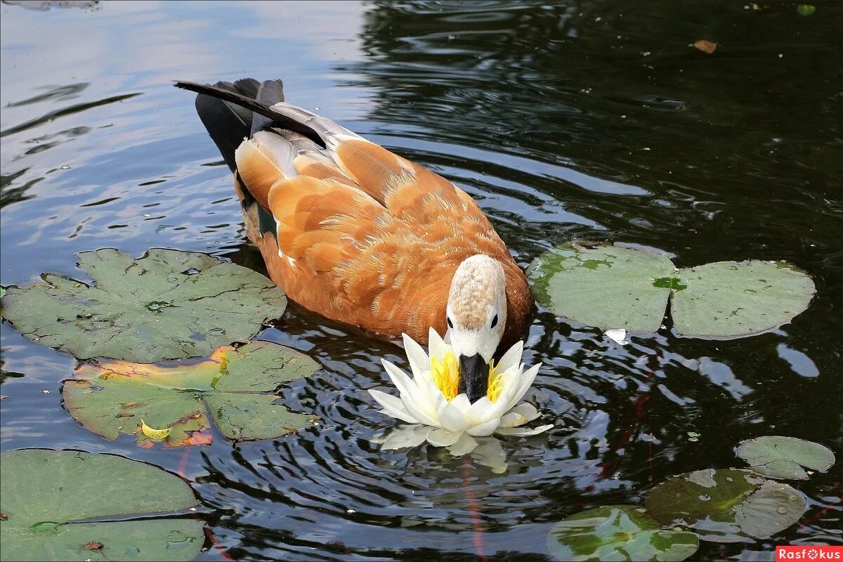 уточки в пруду. утки на озере. прудовые птицы. озеро с утками. уточки в пруду.