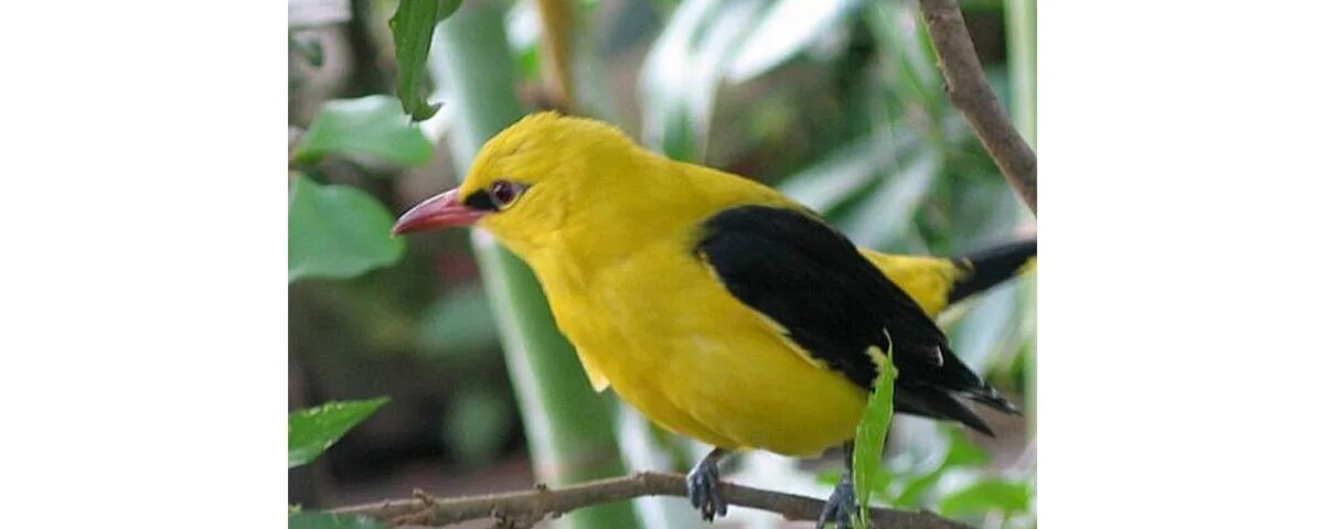 отряд воробьинообразные представители. птица на букву р 7 букв. птица похожая на кукушку. птицы на букву а. все виды птиц.