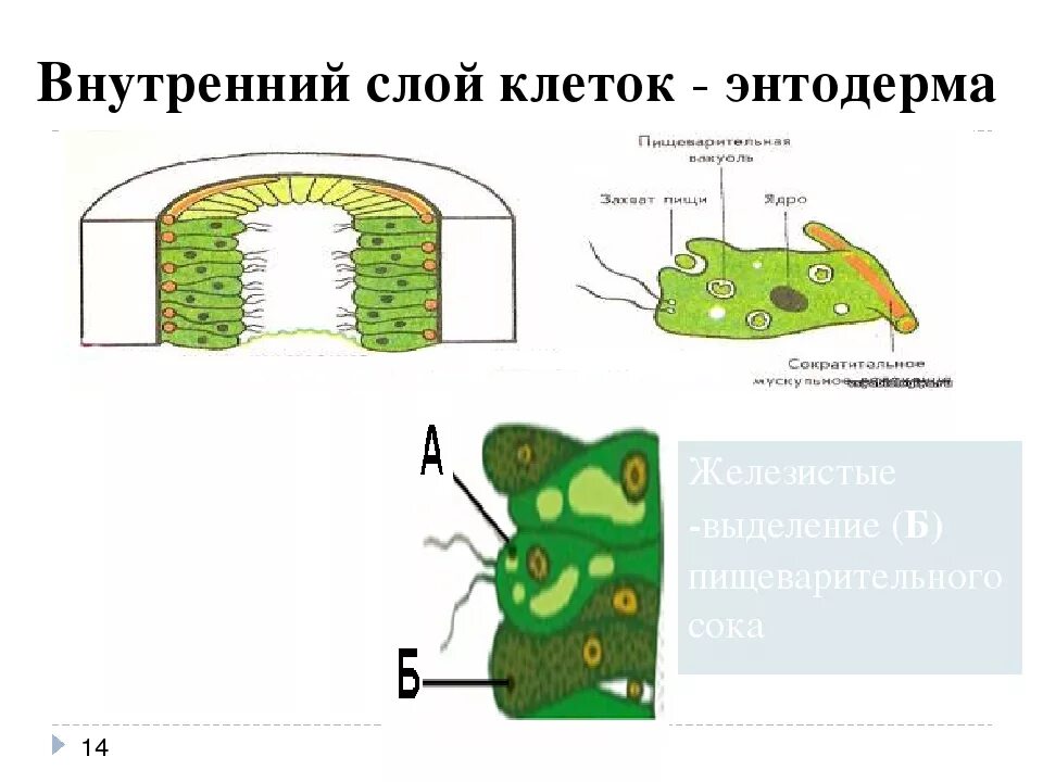 Энтодерма состоит из клеток. Пищеварительно мускульные клетки энтодермы. эпителиально мускульные клетки гидры энтодерма. железистые клетки гидры рисунок. строение железистой клетки.