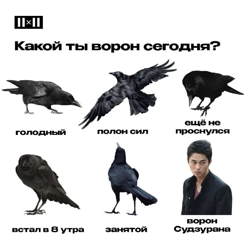 врановые врановые. ворон ворона галка грач. ворона на какой вопрос отвечает. ответы ворон. аметистовый ворон.