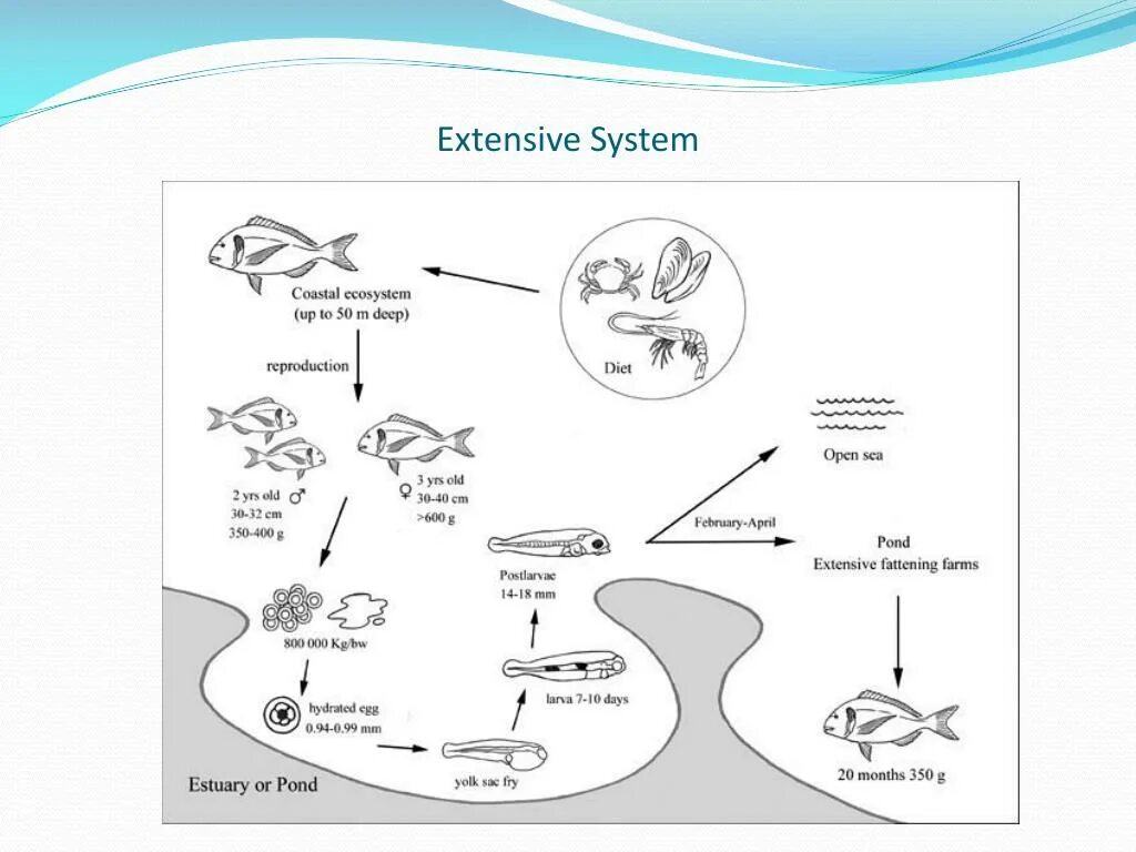 Extended system