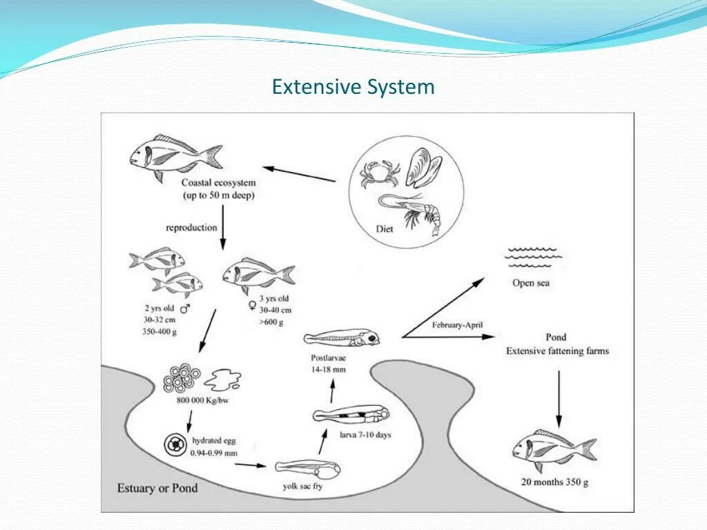 Миграция рыб схема. Миграции рыб связанные с размножением. Нерест миграции рыб схема. Жизненный цикл рыб. Extend system