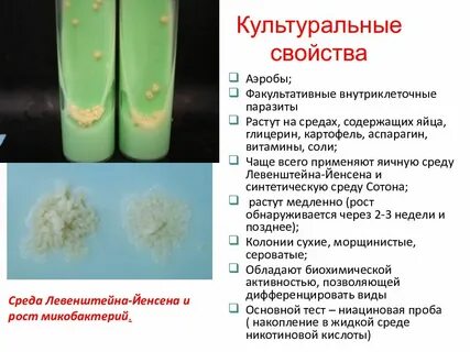 Микобактерии туберкулеза питательные среды