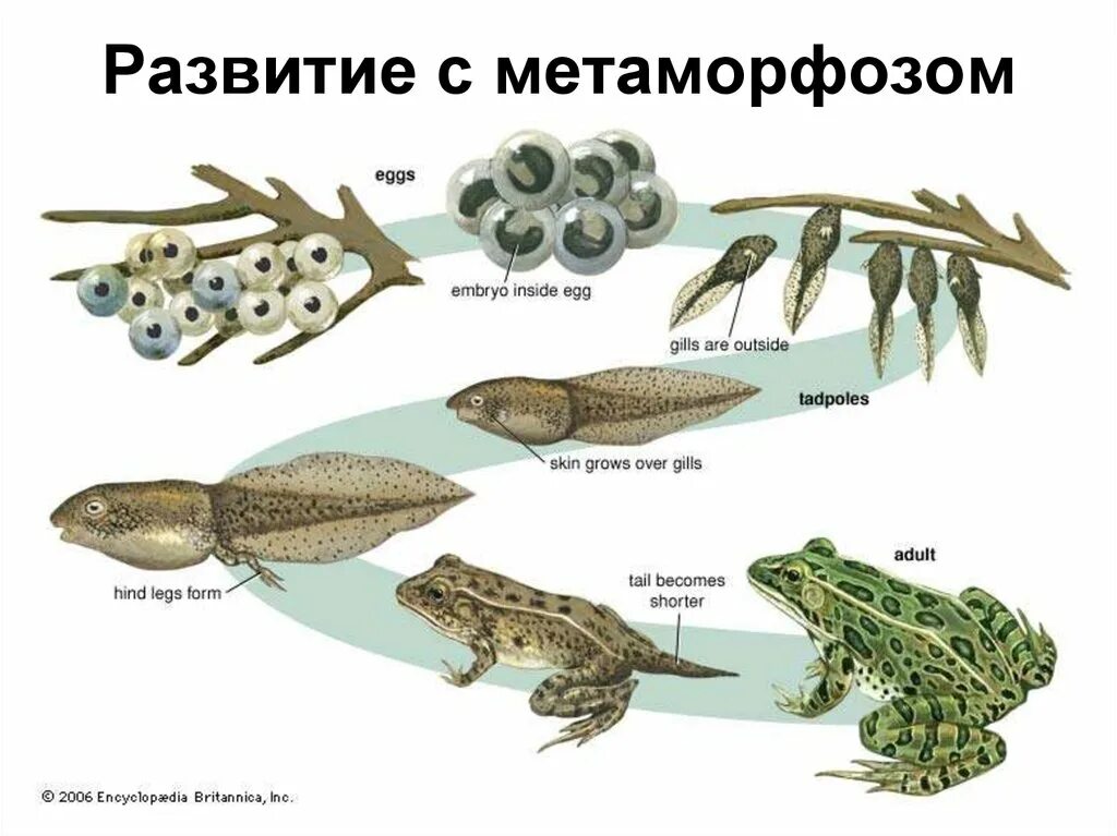 Как происходит развитие земноводных. Схема развития земноводных. стадии развития земноводных. цикл развития земноводных. развитие лягушки.