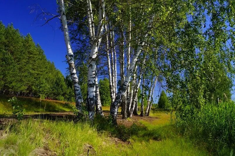 Березы. Березы шумят. Березы шелестят. Сябры березы. Песня березы шумят слушать