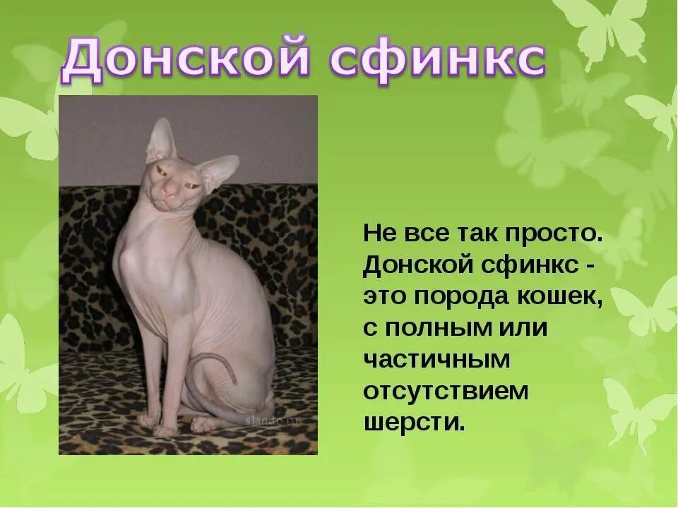 История сфинкса кошки. Порода донского сфинкса. сфинкс порода кошек донской. доклад о породе кошек сфинкс. канадский сфинкс проект.