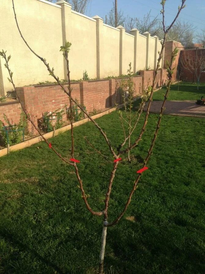 Чашевидная крона абрикоса. Обрезка плодовых деревьев персика. Когда делать обрезку персика. Схема обрезки персика. Формирование кроны персика схема.