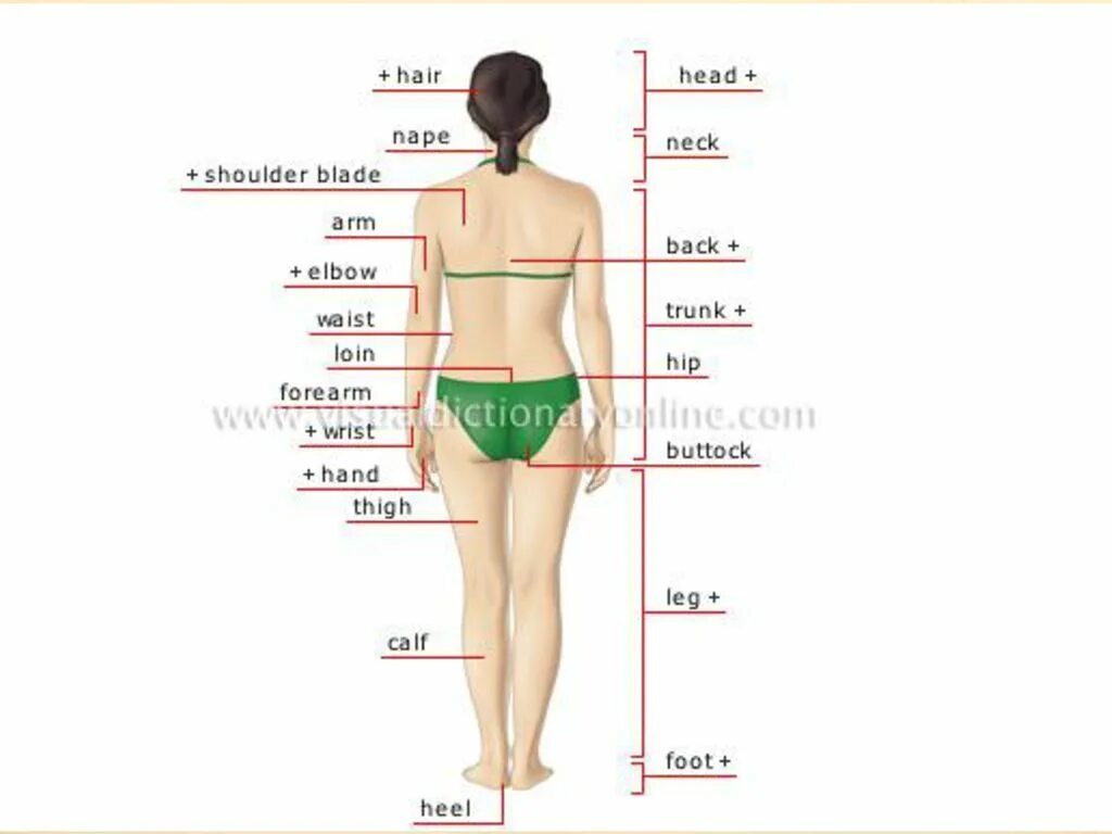 Части тела человека. Части женского тела названия. Части тела человека названия. Части тела на англ. Перевести на русский bodies